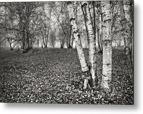 Clumping Birch Metal Print featuring the photograph Clumping Birch Trees And Fog by Theresa Tahara