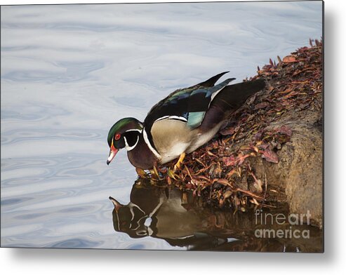 Wood Duck Metal Print featuring the photograph C'mon in the waters fine by Ruth Jolly