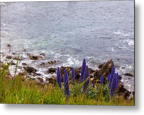 2012 Metal Print featuring the photograph Coastal Cliff Flowers by Melinda Ledsome