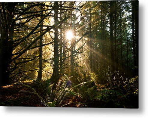 Oregon Metal Print featuring the photograph Coastal Forest by Andrew Kumler