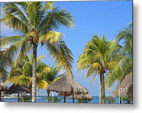 Tropical Metal Print featuring the photograph Coconut Palm Forest by Charline Xia