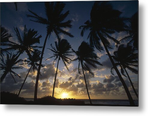 Feb0514 Metal Print featuring the photograph Coconut Palm Trees At Sunrise St by Gerry Ellis