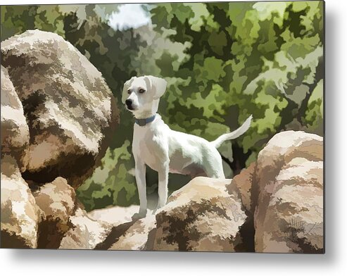 Dog Metal Print featuring the photograph Cody on the Rocks by Jerry Nettik