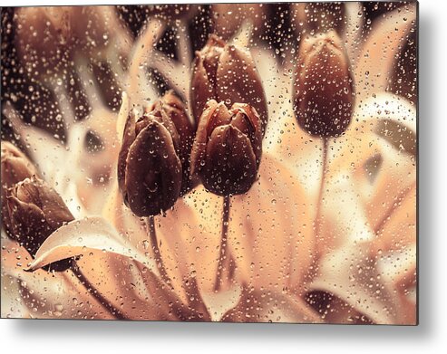 Tulips Metal Print featuring the photograph Coffee Tulips by Jenny Rainbow