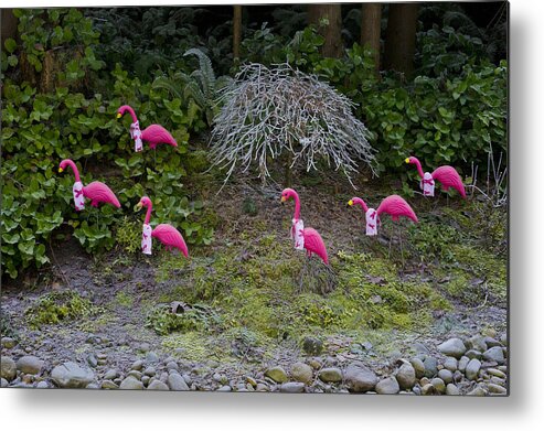 Wall Art Metal Print featuring the photograph Cold Pink Flamingos by Ron Roberts