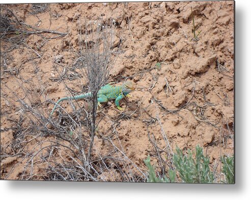 Collared Lizard Metal Print featuring the photograph Collared Lizard by Susan Woodward