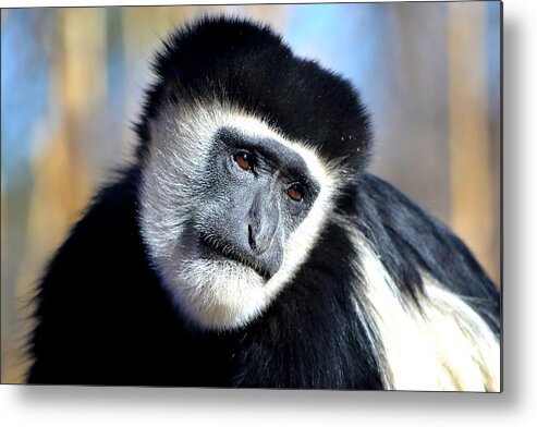 Monkey Metal Print featuring the photograph Colobus Contemplation by Deena Stoddard