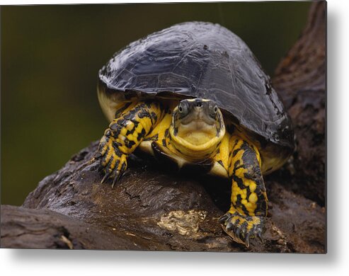 Feb0514 Metal Print featuring the photograph Colombian Wood Turtle Amazon Ecuador by Pete Oxford