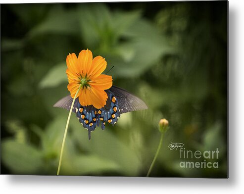 Color Metal Print featuring the photograph Color Match by God by Cris Hayes