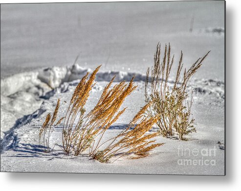 Snow Metal Print featuring the photograph Color spots by Franz Zarda