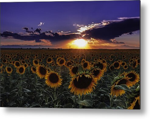 Colorado Metal Print featuring the photograph Colorado Sunflowers by Teri Virbickis