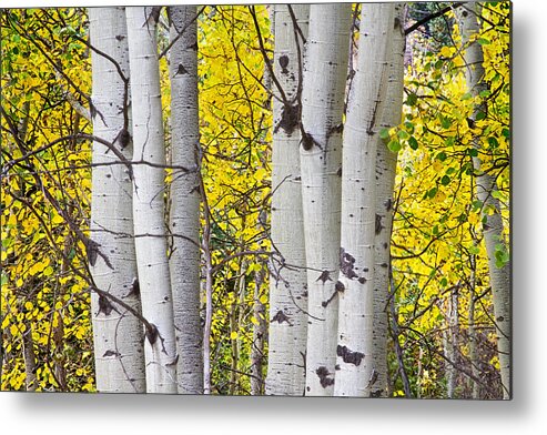 Aspen Metal Print featuring the photograph Colorful Autumn Aspen Tree Colonies by James BO Insogna