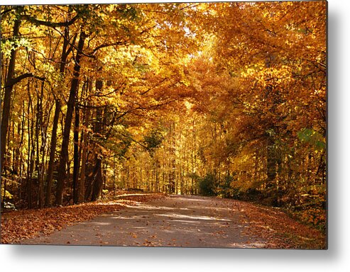 Autumn Metal Print featuring the photograph Colorful Canopy by Sandy Keeton