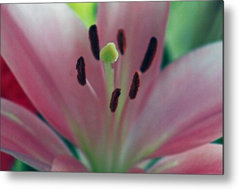 Lily Metal Print featuring the photograph Colorful detailed by Lily K