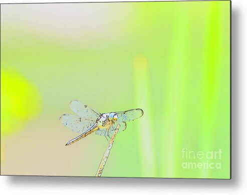 Insect Metal Print featuring the photograph Colorful Dragonfly by Donna Brown