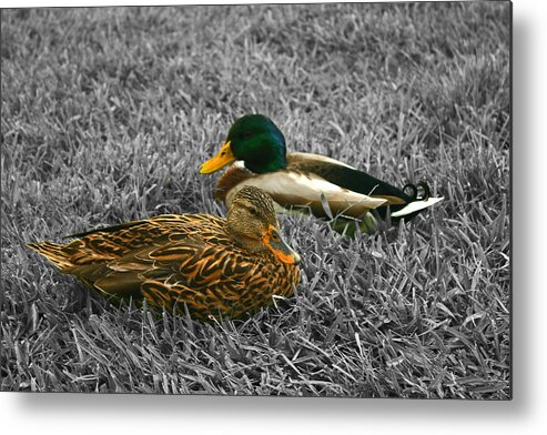 Duck Metal Print featuring the photograph Colorful Ducks by Michael Porchik