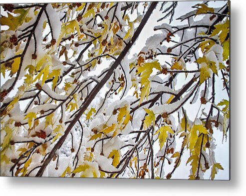 Tree Metal Print featuring the photograph Colorful Maple Tree Branches In The Snow 3 by James BO Insogna