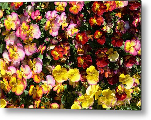 Pansy Metal Print featuring the photograph Colorful Pansies by Jeanne May