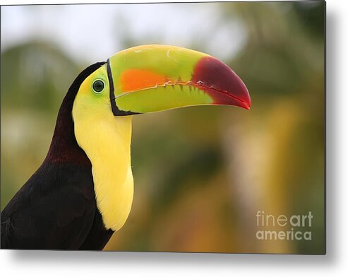 Keel-billed Toucan Metal Print featuring the photograph Colorful Toucan by Teresa Zieba