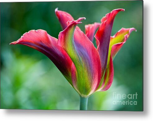 Flora Metal Print featuring the photograph Colorful tulip by Oscar Gutierrez