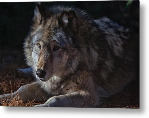 Wolf Metal Print featuring the photograph Colors of a Wolf by Karol Livote