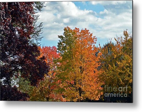 Tree Metal Print featuring the photograph Colors Of Fall by Judy Wolinsky