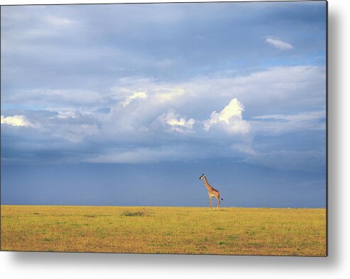 Giraffe Metal Print featuring the photograph Colors Of Freedom by Eiji Itoyama