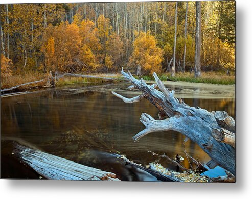 Nature Metal Print featuring the photograph Colors of the Forest by Jonathan Nguyen