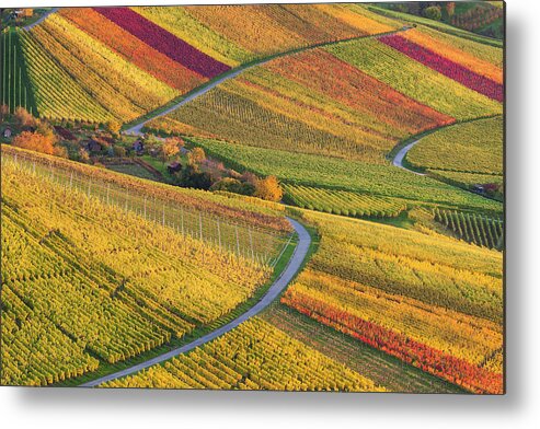 Scenics Metal Print featuring the photograph Coloured Vineyards In Stuttgart, Germany by Werner Dieterich