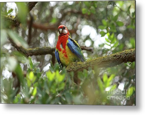 Parrot Metal Print featuring the photograph Colourful Parrot by Aidan Moran