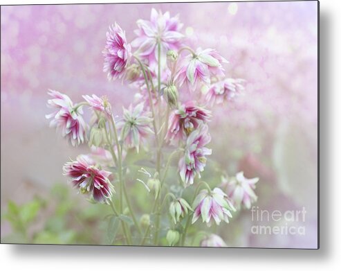 Columbine Metal Print featuring the photograph Columbine Beauty by Elaine Manley