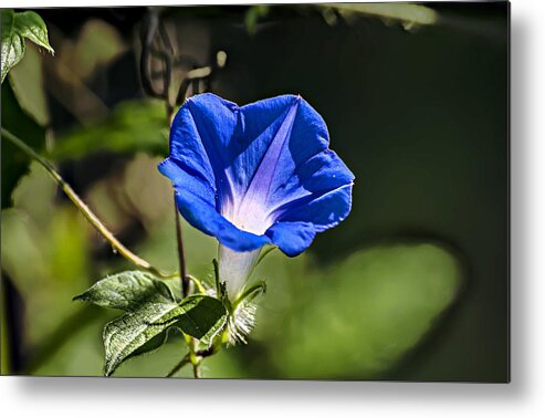 Nature Metal Print featuring the photograph Common Blue Morning Glory by Michael Whitaker