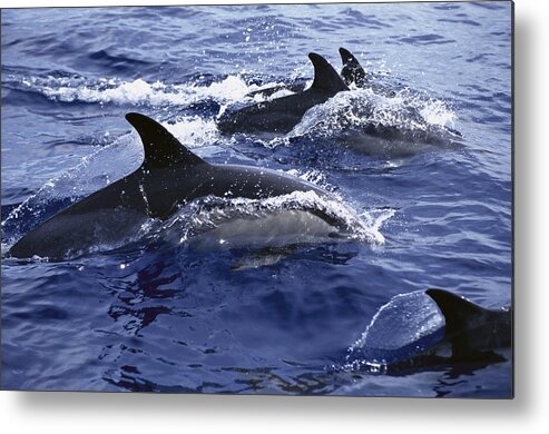 Feb0514 Metal Print featuring the photograph Common Dolphin Pod Swimming At Surface by Flip Nicklin
