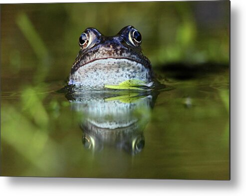 Animal Themes Metal Print featuring the photograph Common Frog In Pond by Iain Lawrie