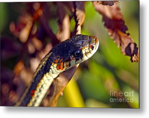 Garter Snake Metal Print featuring the photograph Common Garter Snake by Sharon Talson