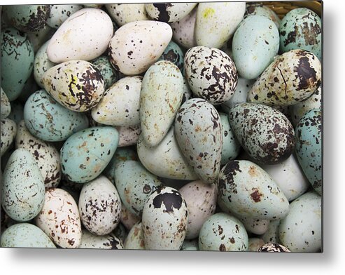 Flpa Metal Print featuring the photograph Common Guillemot Eggs Iceland by Bill Coster