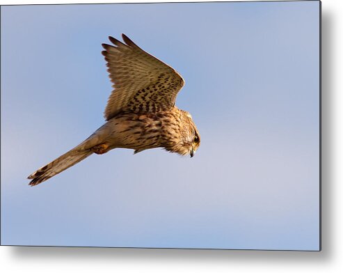 Falco Tinnunculus Metal Print featuring the photograph Common Kestrel hovering in the sky by Roeselien Raimond