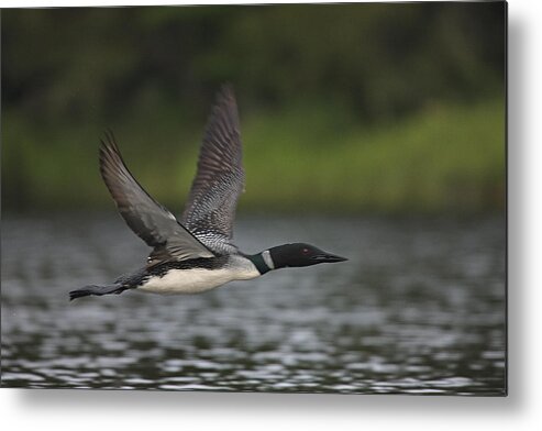 Over Water Metal Print featuring the photograph Common Loon flies by Mark Wallner