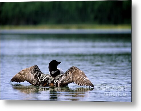 Common Loon Metal Print featuring the photograph Common Loon by Mark Newman