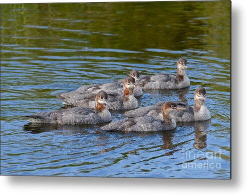 Common Merganser Metal Print featuring the photograph Common Merganser Juveniles 2 by Sharon Talson