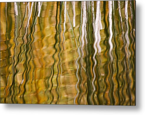 Heike Odermatt Metal Print featuring the photograph Common Reed Reflecting In Water by Heike Odermatt