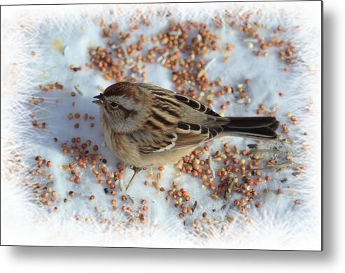 Sparrow Metal Print featuring the photograph Common Sparrow by Bonfire Photography