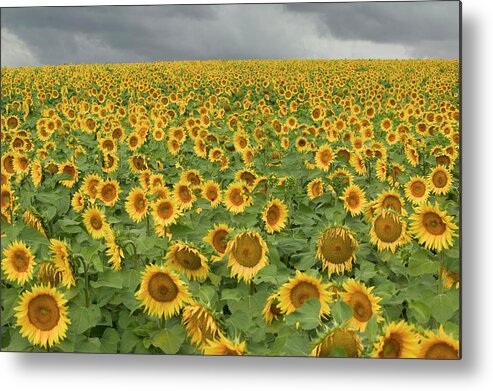 Mp Metal Print featuring the photograph Common Sunflower Helianthus Annuus by Cyril Ruoso