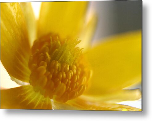 Macro Photographs Metal Print featuring the photograph Common Yellow Weed Macro by Ester McGuire