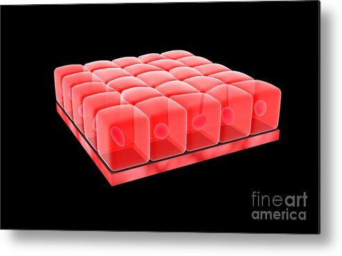 Epithelial Tissue Metal Print featuring the digital art Conceptual Image Of Simple Cuboidal by Stocktrek Images