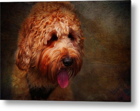 Australian Labradoodle Metal Print featuring the photograph Cooper by Jenny Rainbow