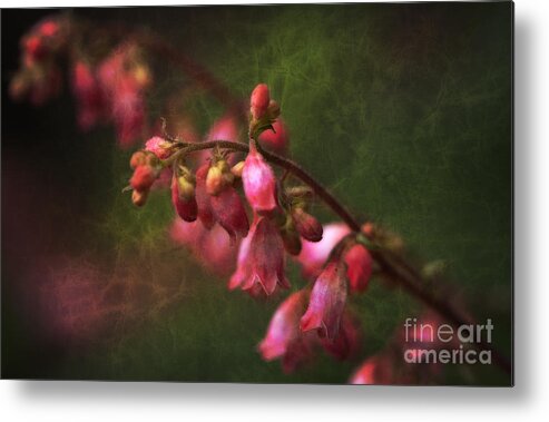 Lee Craig Metal Print featuring the photograph Coral Bells by Lee Craig