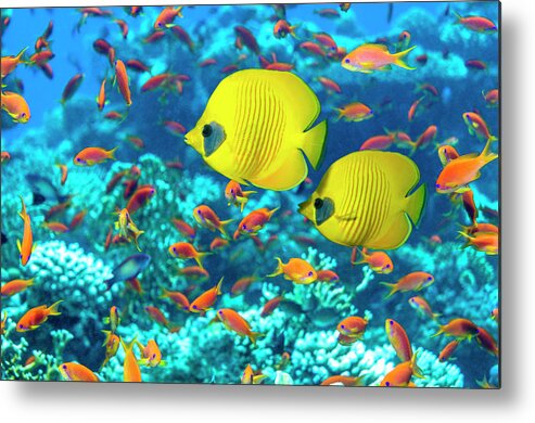 Tranquility Metal Print featuring the photograph Coral Reef Scenery With Golden by Georgette Douwma