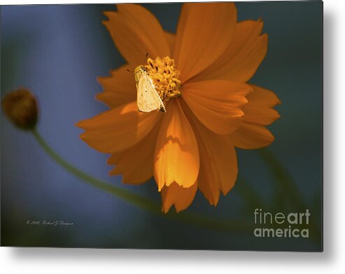 Coreopsis Metal Print featuring the photograph Coreopsis by Richard J Thompson 