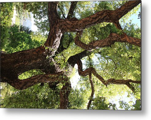 Scenics Metal Print featuring the photograph Cork Tree by Hatton Gravely